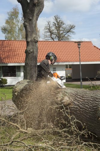 Træfældning egetræ Odense
