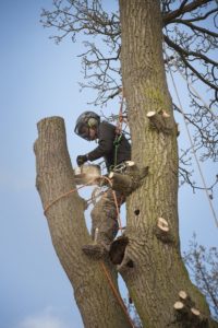 Træfældning egetræ Odense