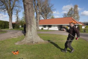 Træfældning egetræ i Odense